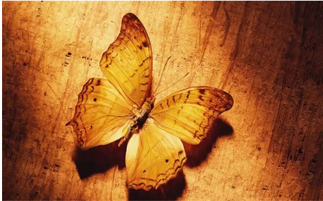 嘉俊瓷拋石?沉靜時(shí)光中的靈動之翼